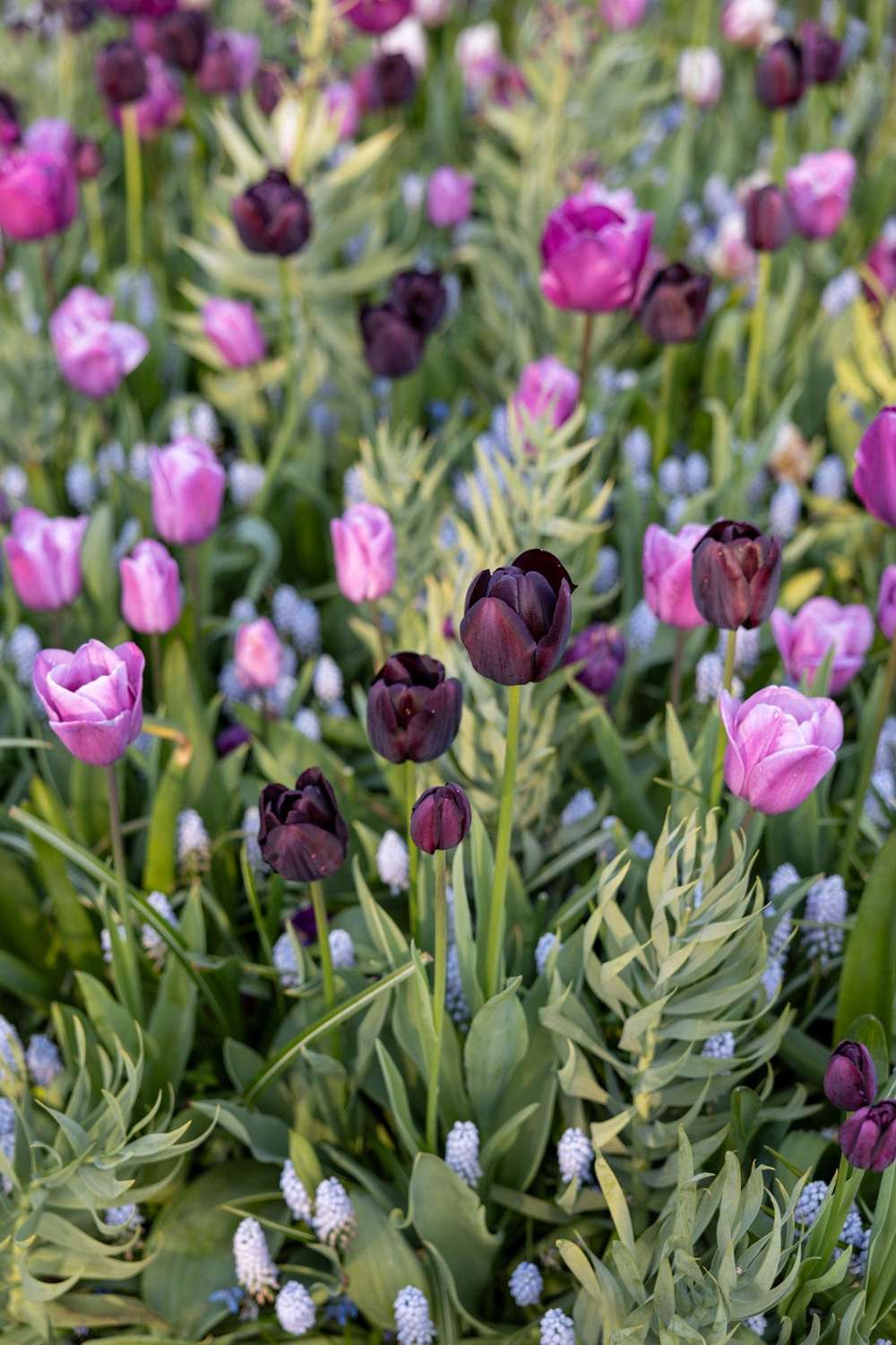 'Mystery' exklusiv lökmix